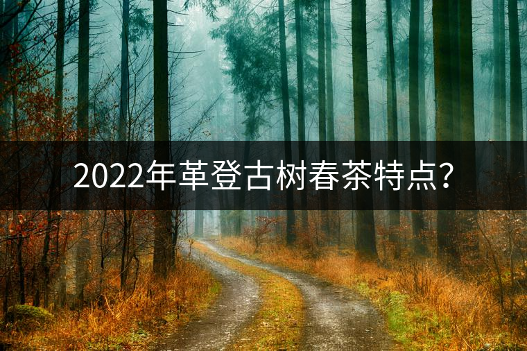 2022年革登古樹(shù)春茶特點(diǎn)？