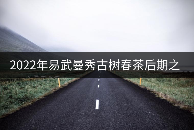 2022年易武曼秀古樹春茶后期之秀口感？