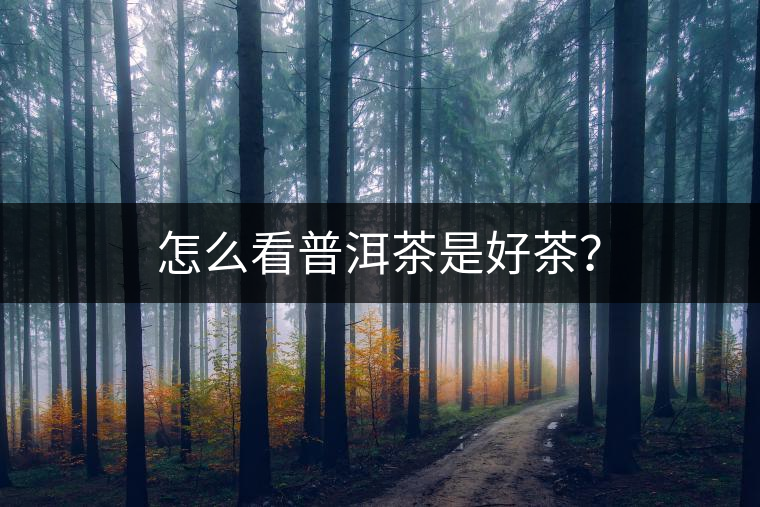 怎么看普洱茶是好茶？