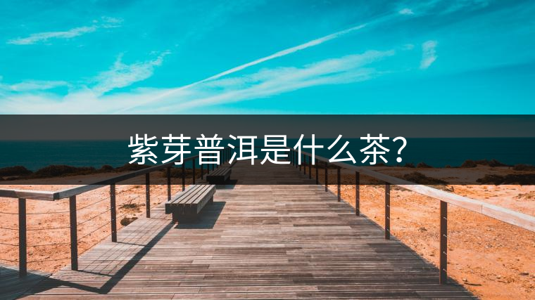 紫芽普洱是什么茶？
