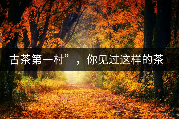 古茶第一村”，你見(jiàn)過(guò)這樣的茶樹(shù)嗎？