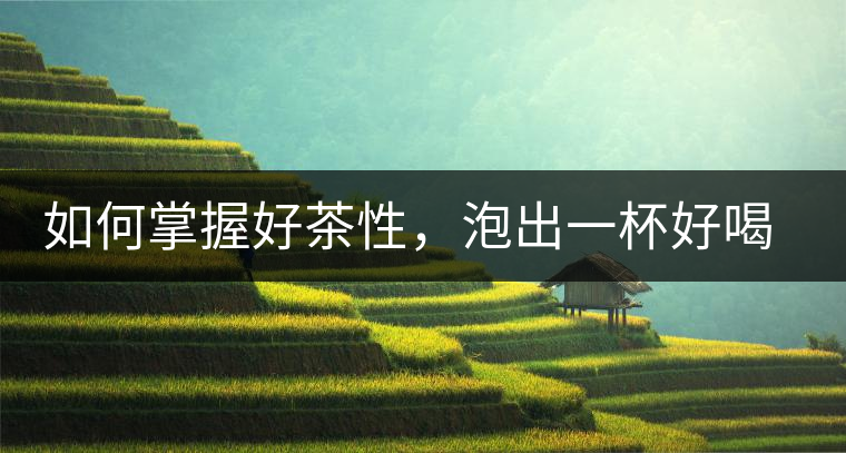 如何掌握好茶性，泡出一杯好喝的普洱熟茶？