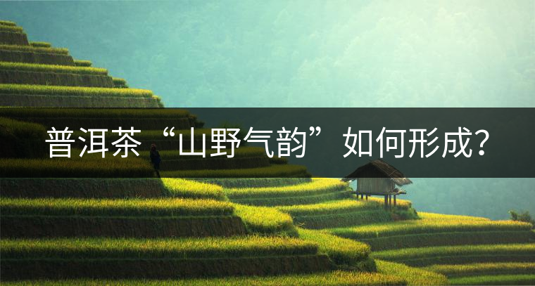 普洱茶“山野氣韻”如何形成？