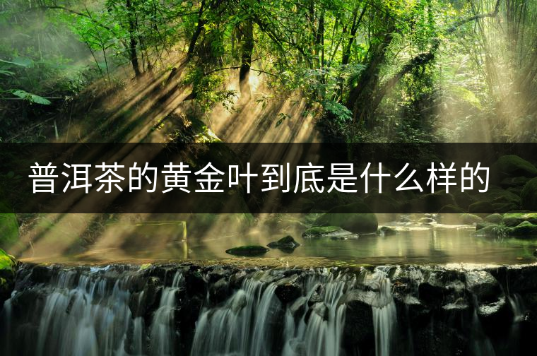 普洱茶的黃金葉到底是什么樣的存在？