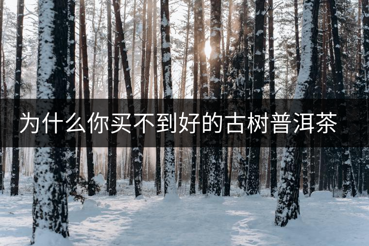 為什么你買不到好的古樹普洱茶？買茶防坑指南，看完就有收獲！