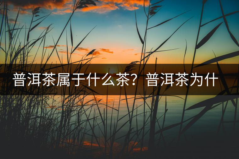 普洱茶屬于什么茶？普洱茶為什么會越陳越香？