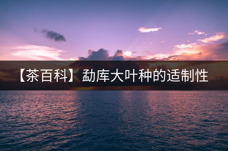 【茶百科】勐庫(kù)大葉種的適制性。