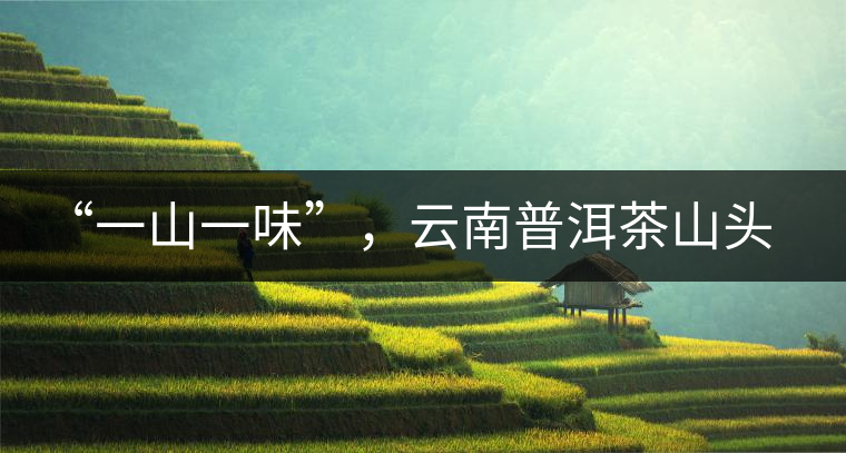 “一山一味”，云南普洱茶山頭茶的真實(shí)意義！