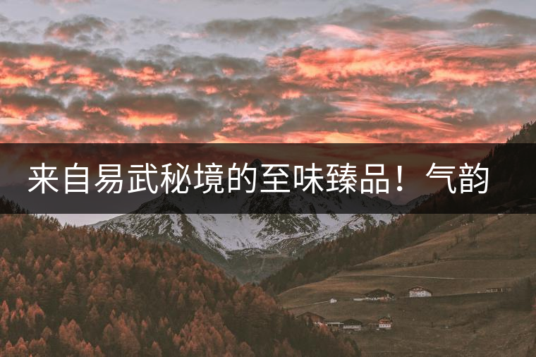 來自易武秘境的至味臻品！氣韻強勁，余韻深邃，一口喚醒你的味蕾~