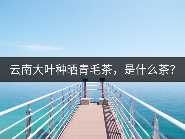 云南大葉種曬青毛茶，是什么茶？