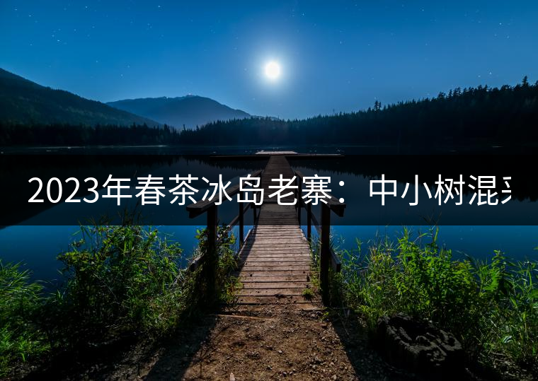 2023年春茶冰島老寨：中小樹混采2500-3000元／公斤，大樹：7000-8000元／公斤，古樹混采：28000-36000元／公斤