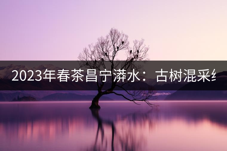 2023年春茶昌寧漭水：古樹混采純料480-600元／公斤，大樹360-420元／公斤，臺地260-300元／公斤，古樹單株均價880-1200元／公斤。