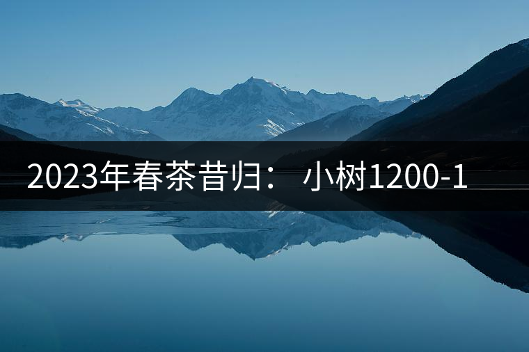 2023年春茶昔歸： 小樹1200-1600元／公斤，大樹4500-5200元／公斤，古樹7500-9000元／公斤.