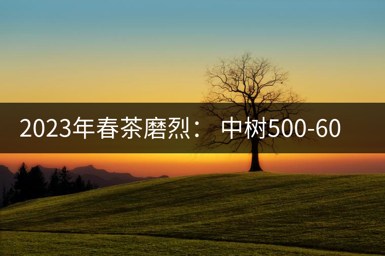 2023年春茶磨烈： 中樹500-600元／公斤，古樹混采：2200-2600元／公斤