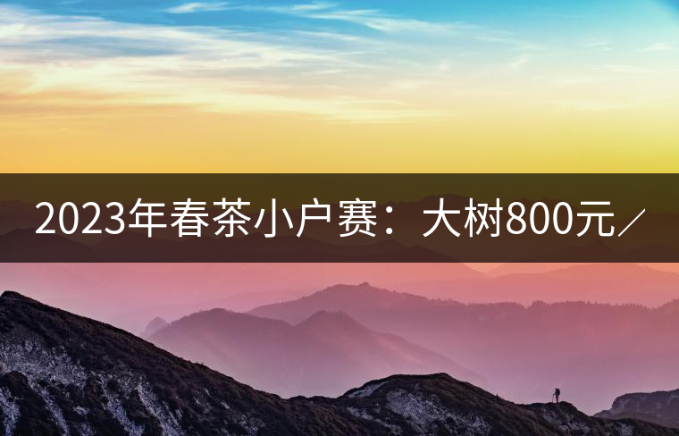 2023年春茶小戶賽：大樹(shù)800元／公斤，古樹(shù)1200-1300元／公斤