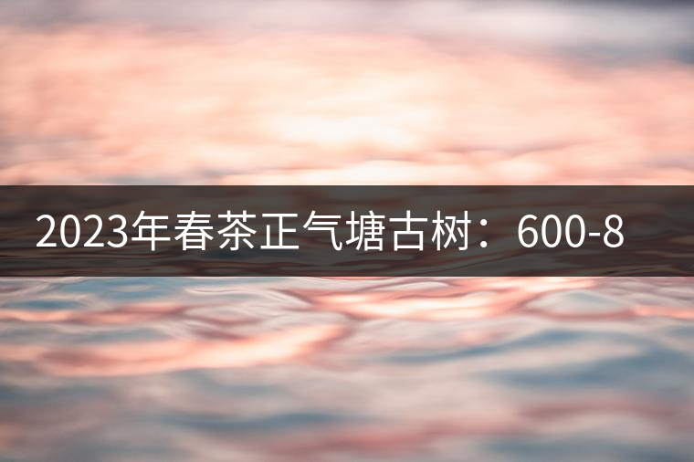 2023年春茶正氣塘古樹：600-800元／公斤