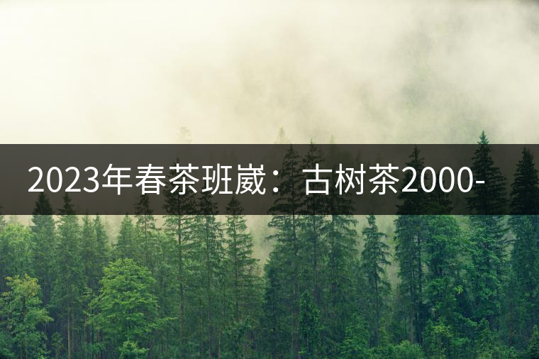 2023年春茶班崴：古樹茶2000-2500元／公斤