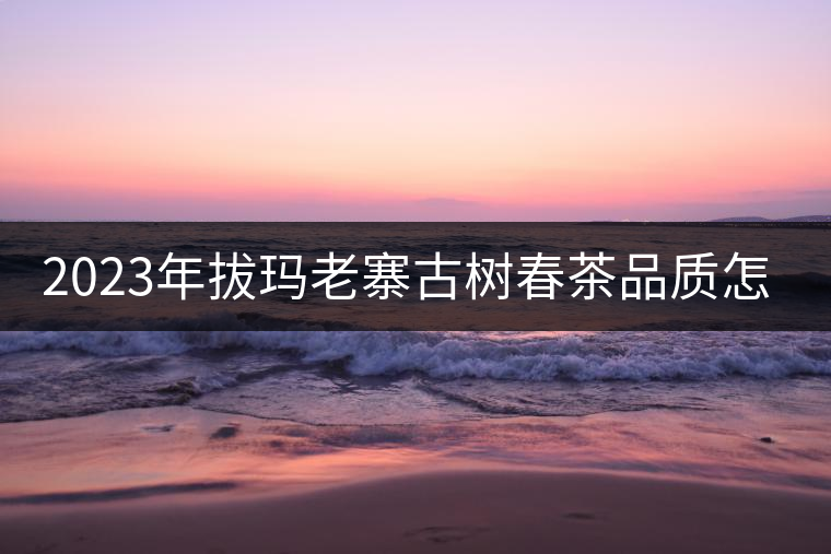 2023年拔瑪老寨古樹春茶品質(zhì)怎么樣？