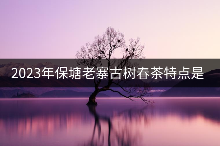 2023年保塘老寨古樹春茶特點(diǎn)是什么？