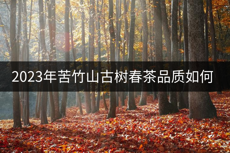 2023年苦竹山古樹(shù)春茶品質(zhì)如何？