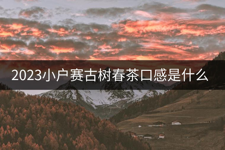 2023小戶賽古樹春茶口感是什么？