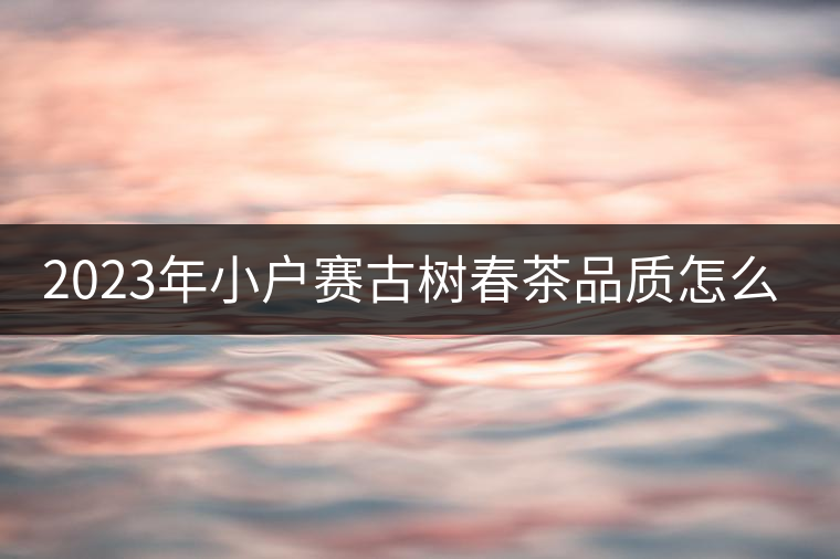 2023年小戶賽古樹春茶品質(zhì)怎么樣？