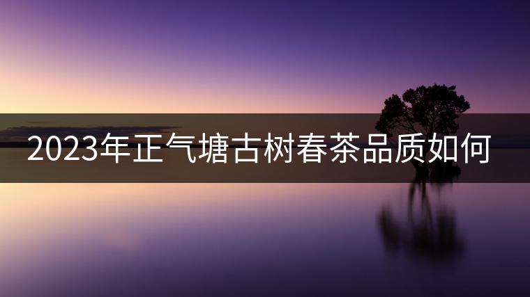 2023年正氣塘古樹春茶品質(zhì)如何？