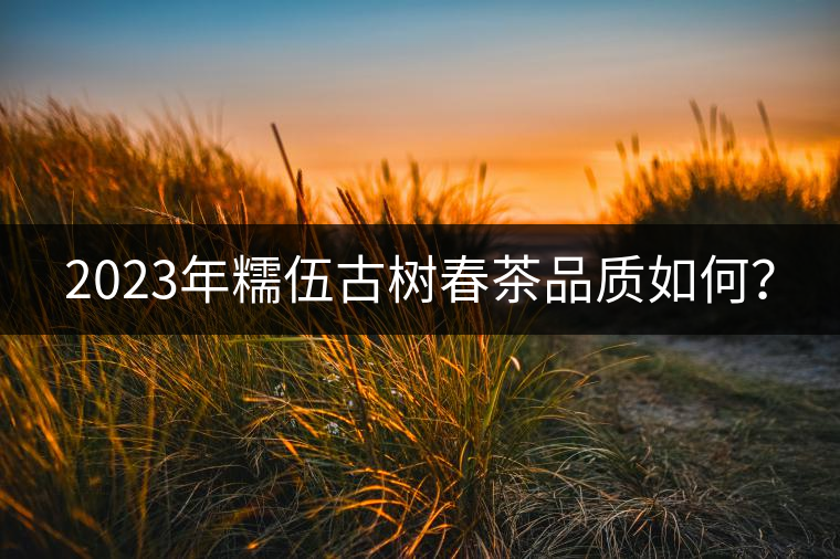 2023年糯伍古樹春茶品質(zhì)如何? 2023年糯伍古樹春茶品質(zhì)如何?