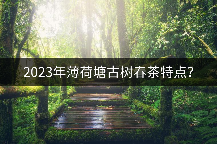 2023年薄荷塘古樹春茶特點？