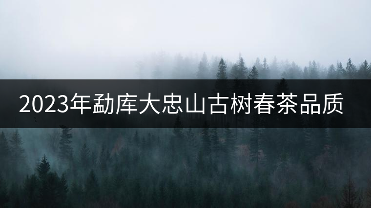 2023年勐庫(kù)大忠山古樹(shù)春茶品質(zhì)怎么樣？