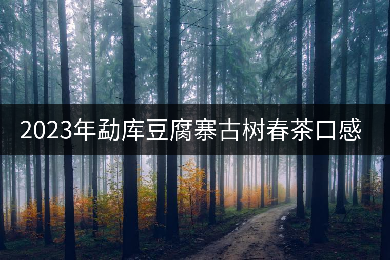 2023年勐庫豆腐寨古樹春茶口感怎么樣？