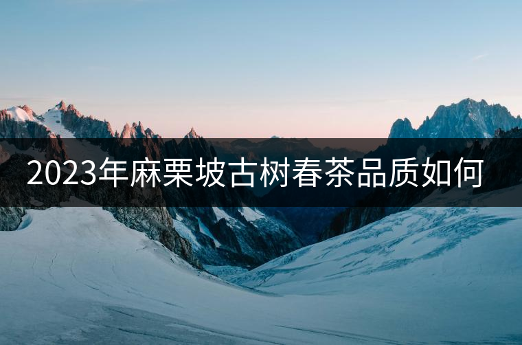 2023年麻栗坡古樹(shù)春茶品質(zhì)如何？