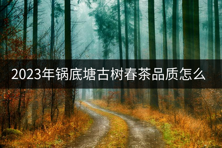 2023年鍋底塘古樹(shù)春茶品質(zhì)怎么樣？