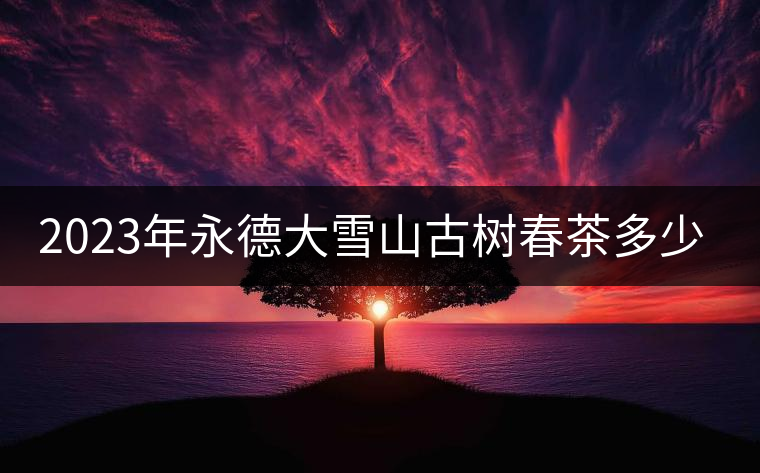 2023年永德大雪山古樹春茶多少一公斤？