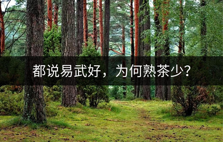 都說易武好，為何熟茶少？
