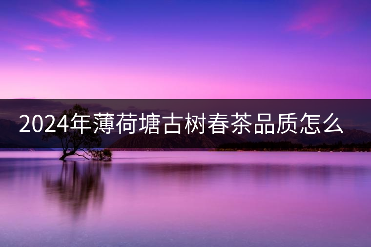 2024年薄荷塘古樹春茶品質怎么樣？