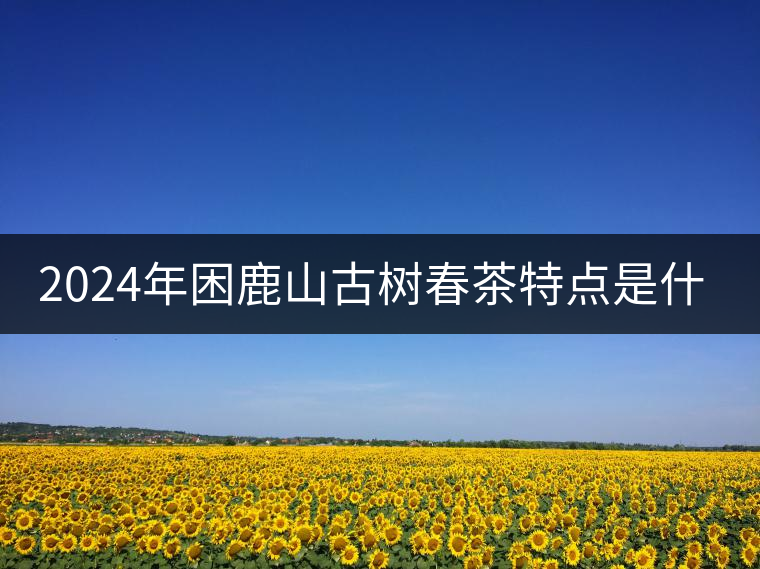 2024年困鹿山古樹春茶特點(diǎn)是什么？