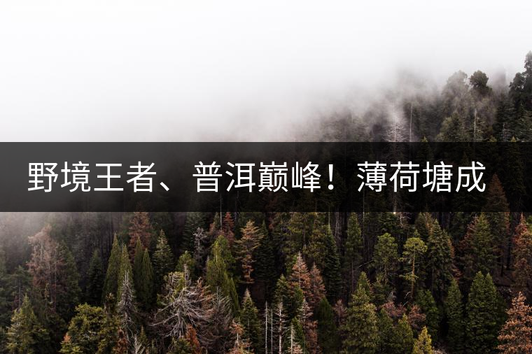 野境王者、普洱巔峰！薄荷塘成為普洱無冕之王的十大原因