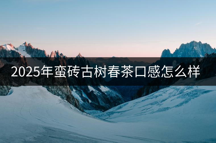 2025年蠻磚古樹春茶口感怎么樣？
