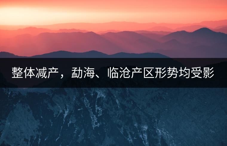整體減產，勐海、臨滄產區(qū)形勢均受影響