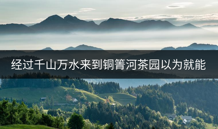 經(jīng)過千山萬水來到銅箐河茶園以為就能收到茶了？