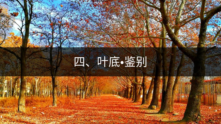 四、葉底?鑒別