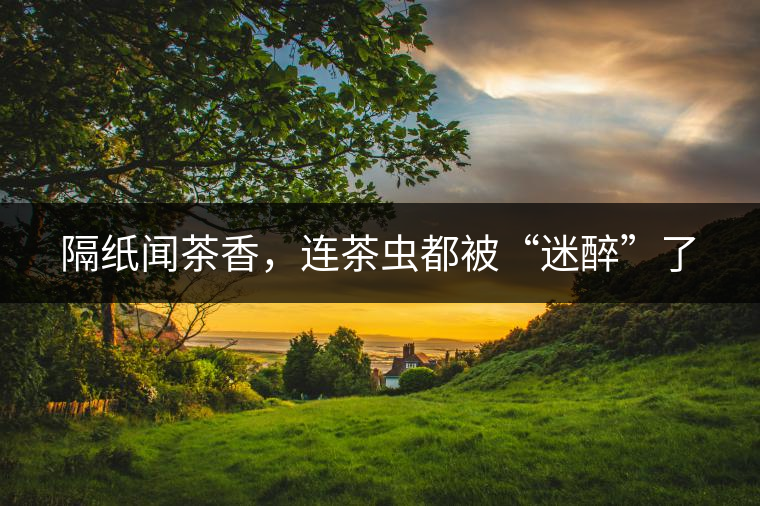 隔紙聞茶香，連茶蟲都被“迷醉”了