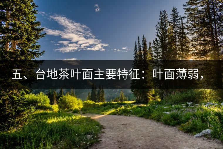 五、臺(tái)地茶葉面主要特征：葉面薄弱，如薄紙易折;沖泡之后無(wú)力恢復(fù)彈性，甚至多次沖泡也不能展開(kāi)，葉子愈薄愈差。