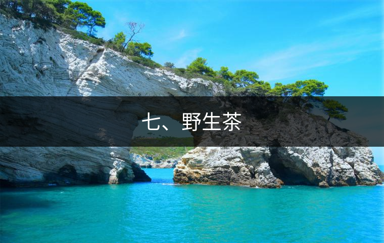七、野生茶