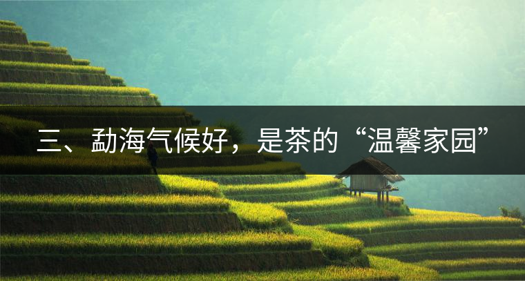 三、勐海氣候好，是茶的“溫馨家園”