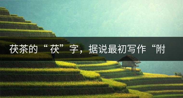 茯茶的“ 茯”字，據(jù)說最初寫作“附”，意思就是非“正”品，次等貨。茯磚茶選料多用質(zhì)地很老的茶葉，加上茶梗與枝葉拼配。陳化后，性溫，有著獨特的營養(yǎng)價值，更有助于幫助消化去膩。有些時候，茶傳播也有尷尬的時候，今天中原大地流行喝陳茶的時候，這個地方卻開始喝新茶。喝也喝出問題來，磚茶不適合品新，因為老枝葉含氟高的緣故，許多牧民甚至氟中毒，國家正在著手解決這一問題。但從根本上來說，還是需要消費者回到自己的傳統(tǒng)，把茶葉的儲藏習(xí)慣繼續(xù)保留。