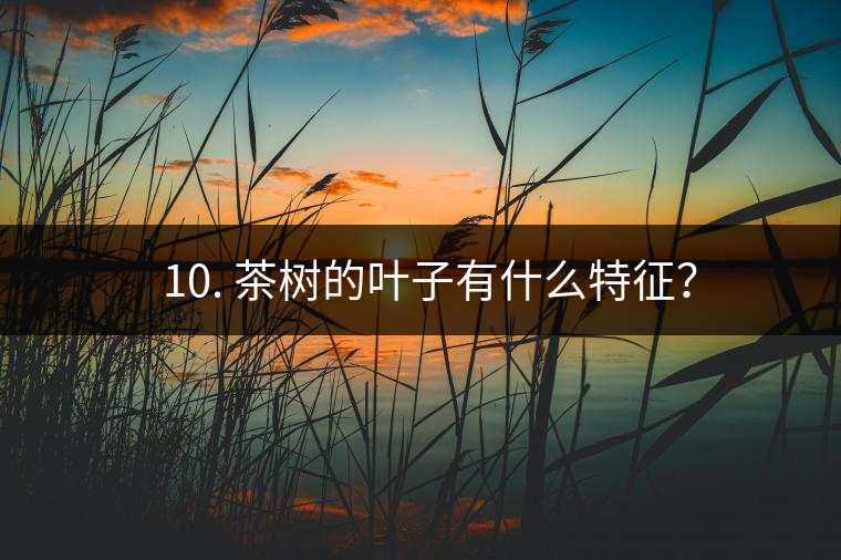 ? 10. 茶樹的葉子有什么特征？