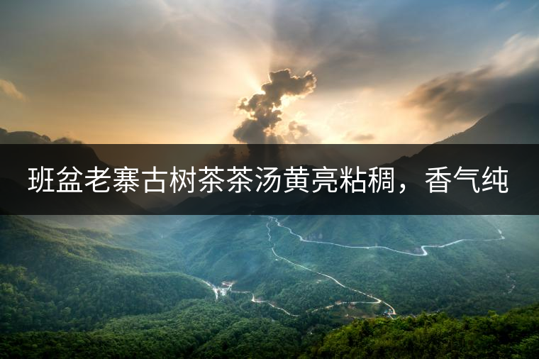 班盆老寨古樹茶茶湯黃亮粘稠，香氣純高，滋味清甜柔順，略苦澀，苦澀不會持久1-2秒后轉(zhuǎn)為甘甜，喉嚨清爽無燥感，舌面回甘，生津持久，外形條索油亮，肥大顯毫、葉脈清晰、葉質(zhì)軟。茶氣強(qiáng)勁、韻味回繞時間極長，滋味釅醇，茶氣凜冽，回甘生津較猛，喉韻較深。幾杯下肚有較為明顯的體感表現(xiàn)（背脊、額頭發(fā)汗），沒有其他雜味。