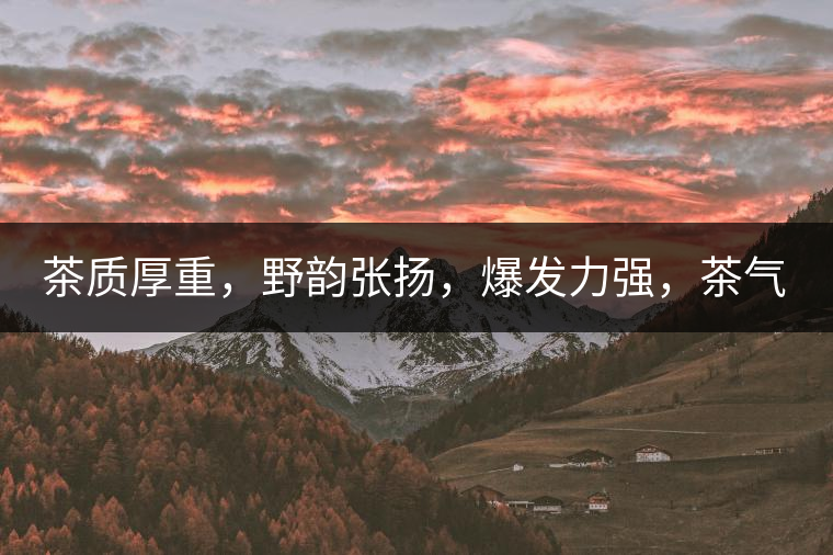 茶質(zhì)厚重，野韻張揚(yáng)，爆發(fā)力強(qiáng)，茶氣十足